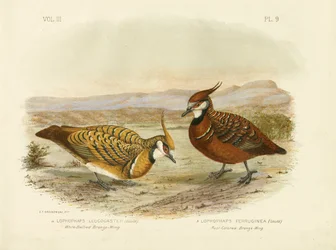 Weißbauch-Bronzeflügel, 1891